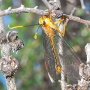 Nymphes myrmeleonoides at Paddys River, ACT - 28 Jan 2022