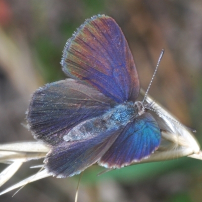 Erina acasta (Blotched Dusky-blue) at Paddys River, ACT - 28 Jan 2022 by Harrisi