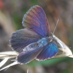 Unidentified Blue & Copper (Lycaenidae) (TBC) at Paddys River, ACT - 28 Jan 2022 by Harrisi