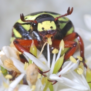 Eupoecila australasiae (Fiddler Beetle) at Kambah, ACT by Harrisi