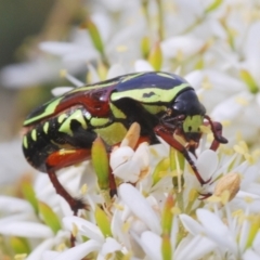 Eupoecila australasiae at Kambah, ACT - 28 Jan 2022