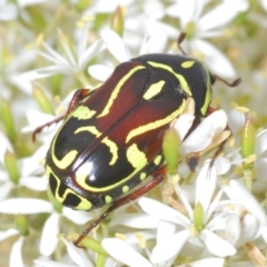 Eupoecila australasiae at Kambah, ACT - 28 Jan 2022 09:15 AM