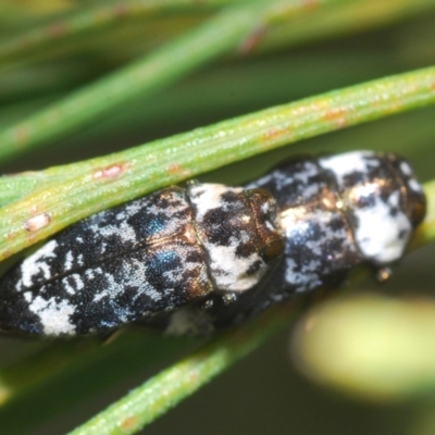 Hypocisseis suturalis (Cherry Ballart Jewel Beetle) at Mount Taylor - 27 Jan 2022 by Harrisi