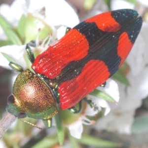 Castiarina deyrollei (A jewel beetle) at Paddys River, ACT by Harrisi