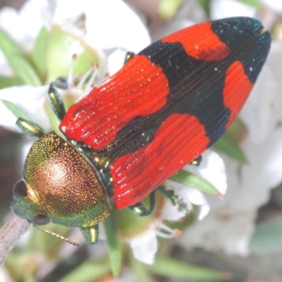 Castiarina deyrollei (A jewel beetle) at Paddys River, ACT - 28 Jan 2022 by Harrisi