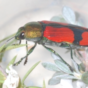 Castiarina deyrollei at Paddys River, ACT - 28 Jan 2022 06:23 PM