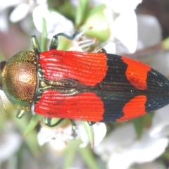 Castiarina deyrollei at Paddys River, ACT - 28 Jan 2022 06:23 PM