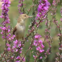 Acrocephalus australis (Australian Reed-Warbler) at Fyshwick, ACT - 28 Jan 2022 by RodDeb