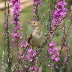 Acrocephalus australis at Fyshwick, ACT - 28 Jan 2022 12:52 PM