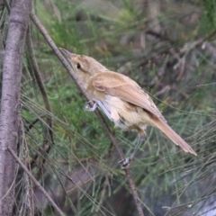 Acrocephalus australis at Fyshwick, ACT - 28 Jan 2022 12:52 PM