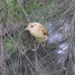 Acrocephalus australis at Fyshwick, ACT - 28 Jan 2022 12:52 PM