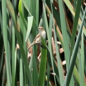 Acrocephalus australis at Fyshwick, ACT - 28 Jan 2022 12:52 PM