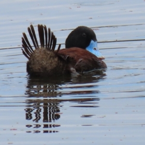 Oxyura australis at Fyshwick, ACT - 28 Jan 2022