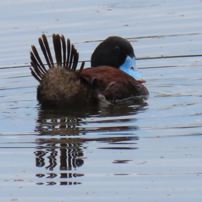 Oxyura australis (Blue-billed Duck) at Fyshwick, ACT - 28 Jan 2022 by RodDeb