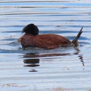 Oxyura australis at Fyshwick, ACT - 28 Jan 2022