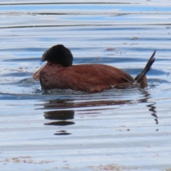 Oxyura australis at Fyshwick, ACT - 28 Jan 2022