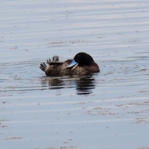 Oxyura australis at Fyshwick, ACT - 28 Jan 2022