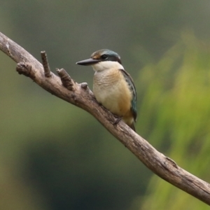 Todiramphus sanctus at Fyshwick, ACT - 28 Jan 2022