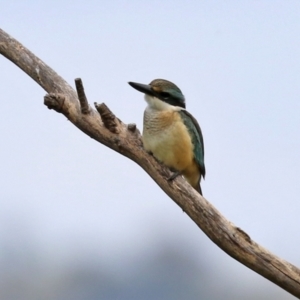 Todiramphus sanctus at Fyshwick, ACT - 28 Jan 2022