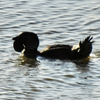 Biziura lobata (Musk Duck) at Connewarre, VIC - 22 Jan 2022 by GlossyGal