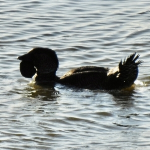 Biziura lobata (Musk Duck) at Connewarre, VIC by GlossyGal