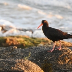 Haematopus fuliginosus (Sooty Oystercatcher) at Connewarre, VIC - 22 Jan 2022 by GlossyGal
