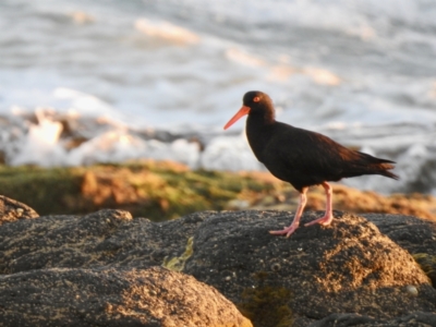 Haematopus fuliginosus (Sooty Oystercatcher) at - 22 Jan 2022 by GlossyGal