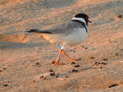 Charadrius rubricollis (Hooded Plover) at Connewarre, VIC - 22 Jan 2022 by GlossyGal