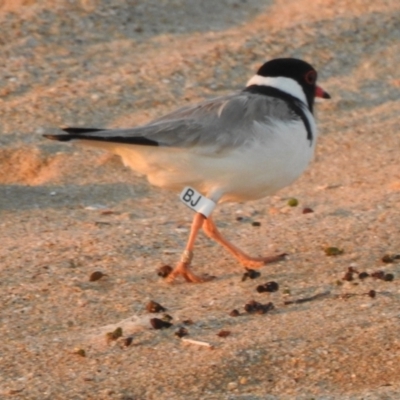 Charadrius rubricollis (Hooded Plover) by GlossyGal