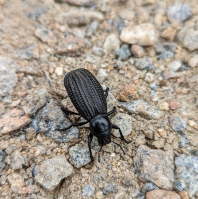 Amycterus abnormis (Ground weevil) at Kosciuszko National Park - 26 Jan 2022 by Rebeccajgee