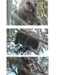 Phascolarctos cinereus (Koala) at QPRC LGA - 14 Dec 2021 by DonFletcher