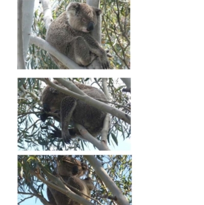 Phascolarctos cinereus (Koala) at Queanbeyan East, NSW - 14 Dec 2021 by DonFletcher