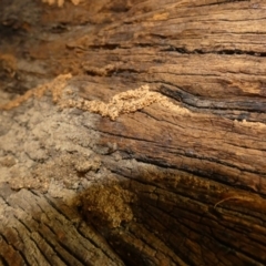Termitoidae (informal group) at suppressed - 29 Jan 2022