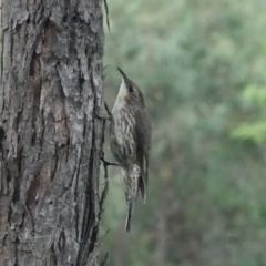 Cormobates leucophaea (White-throated Treecreeper) at Coree, ACT - 29 Jan 2022 by wombey