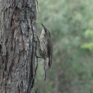 Cormobates leucophaea at Coree, ACT - 29 Jan 2022 08:35 AM