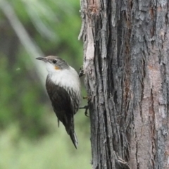 Cormobates leucophaea at Coree, ACT - 29 Jan 2022 08:35 AM