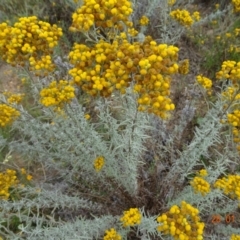 Chrysocephalum semipapposum (Clustered Everlasting) at Stromlo, ACT - 27 Jan 2022 by GirtsO