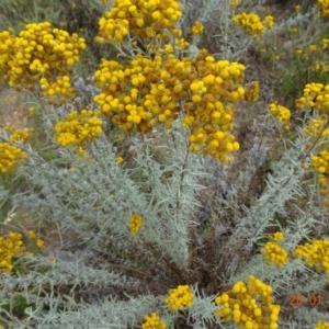 Chrysocephalum semipapposum at Stromlo, ACT - 28 Jan 2022