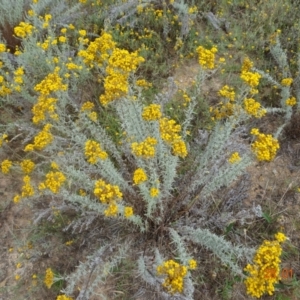 Chrysocephalum semipapposum at Stromlo, ACT - 28 Jan 2022