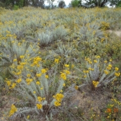 Chrysocephalum semipapposum at Stromlo, ACT - 28 Jan 2022