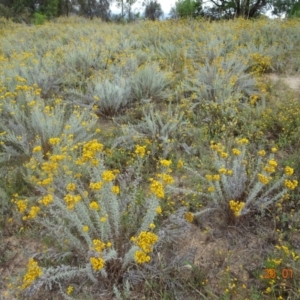 Chrysocephalum semipapposum at Stromlo, ACT - 28 Jan 2022