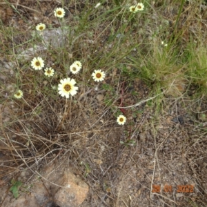 Tolpis barbata (Yellow Hawkweed) at Stromlo, ACT by GirtsO