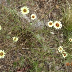 Tolpis barbata at Stromlo, ACT - 28 Jan 2022 10:08 AM