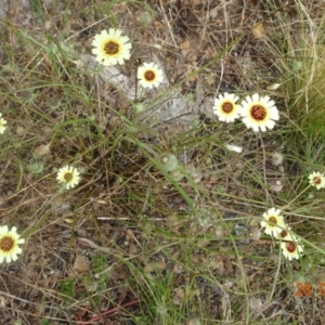 Tolpis barbata at Stromlo, ACT - 28 Jan 2022 10:08 AM