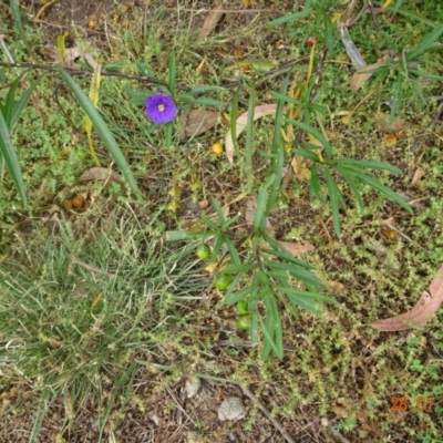 Solanum linearifolium (Kangaroo Apple) at Stromlo, ACT - 27 Jan 2022 by GirtsO