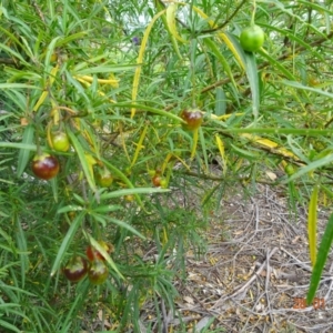 Solanum linearifolium at Stromlo, ACT - 28 Jan 2022