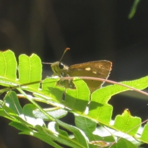 Timoconia flammeata at Cotter River, ACT - 27 Jan 2022