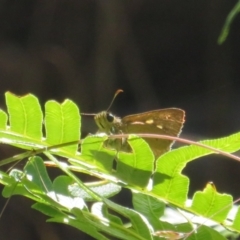 Timoconia flammeata at Cotter River, ACT - 27 Jan 2022