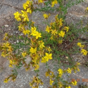 Hypericum perforatum at Stromlo, ACT - 28 Jan 2022