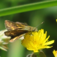 Taractrocera papyria (White-banded Grass-dart) at Cotter River, ACT - 27 Jan 2022 by Christine